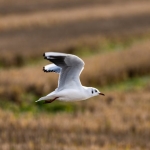 Fenerbahce-Beko-EuroLeague8217de-Kritik-Valencia-Macina-Cikiyor-featured