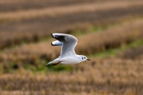 Fenerbahce-Beko-EuroLeague8217de-Kritik-Valencia-Macina-Cikiyor-featured