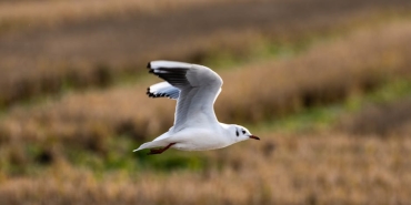 Fenerbahce-Beko-EuroLeague8217de-Kritik-Valencia-Macina-Cikiyor-featured