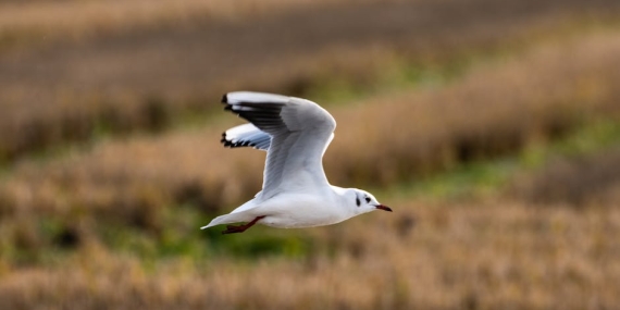 Fenerbahce-Beko-EuroLeague8217de-Kritik-Valencia-Macina-Cikiyor-featured