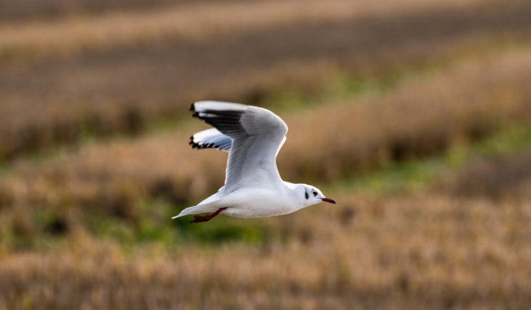 Fenerbahce-Beko-EuroLeague8217de-Kritik-Valencia-Macina-Cikiyor-featured