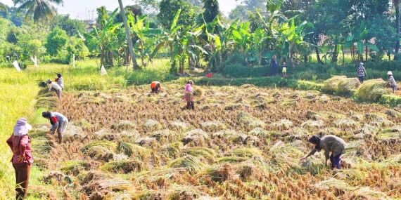 Pirincteki-Fiyat-Makasi-Ciftci-Bitti-Tuketici-Yandi-featured